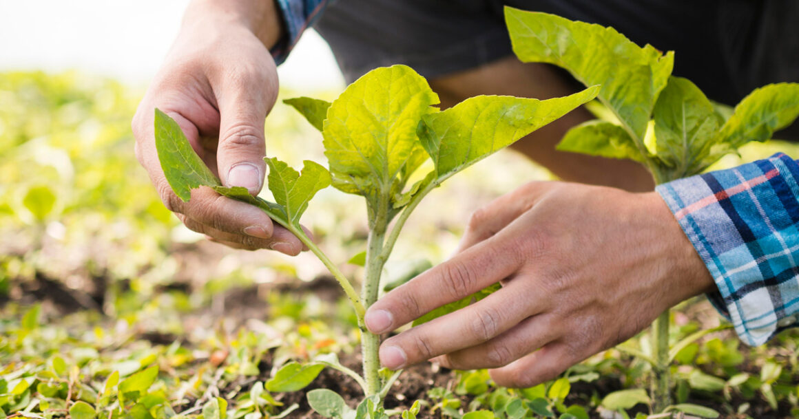 Imprese agricole: agevolazioni e bandi previsti nel 2024