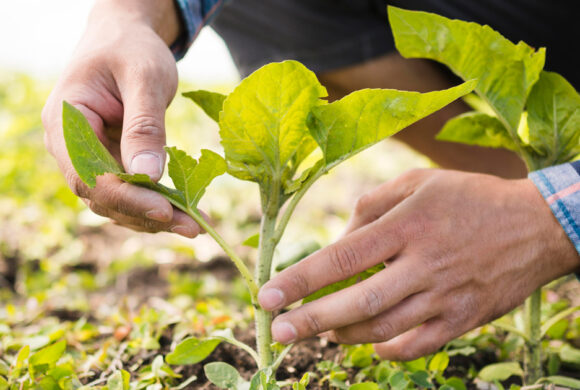 Imprese agricole: agevolazioni e bandi previsti nel 2024