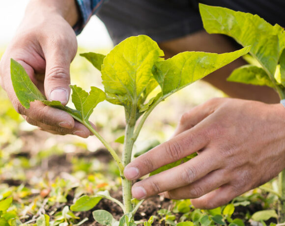 Imprese agricole: agevolazioni e bandi previsti nel 2024