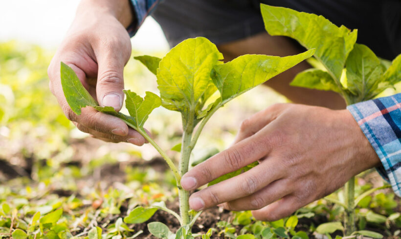 Imprese agricole: agevolazioni e bandi previsti nel 2024